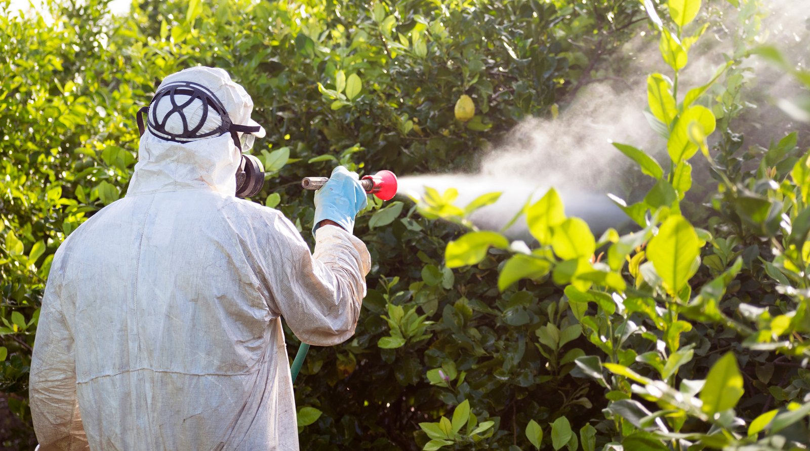 Fumigación y control de plagas